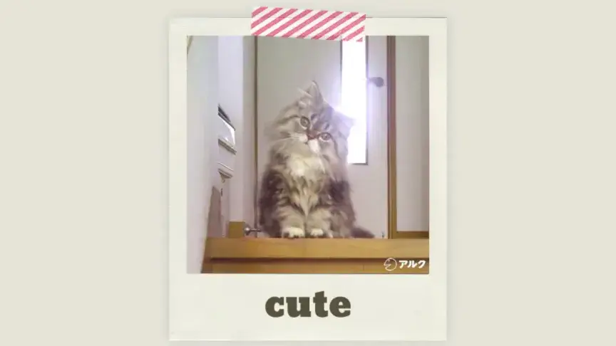 英語で「かわいい」は何て言う？