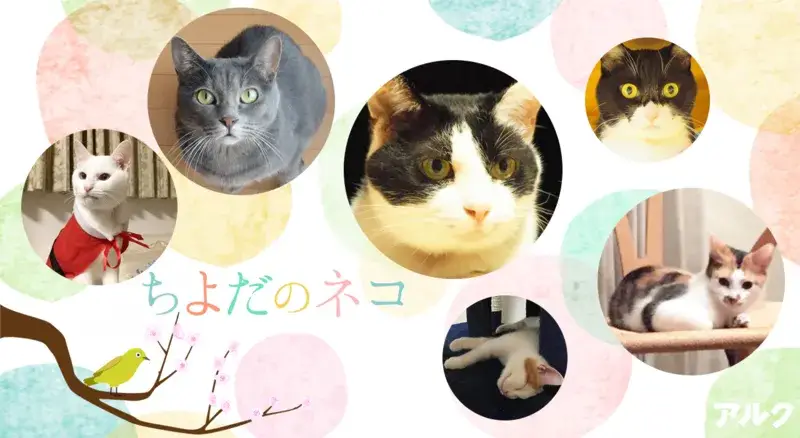 ネコ英語「ちよだのネコ」ちよだニャンとなる会