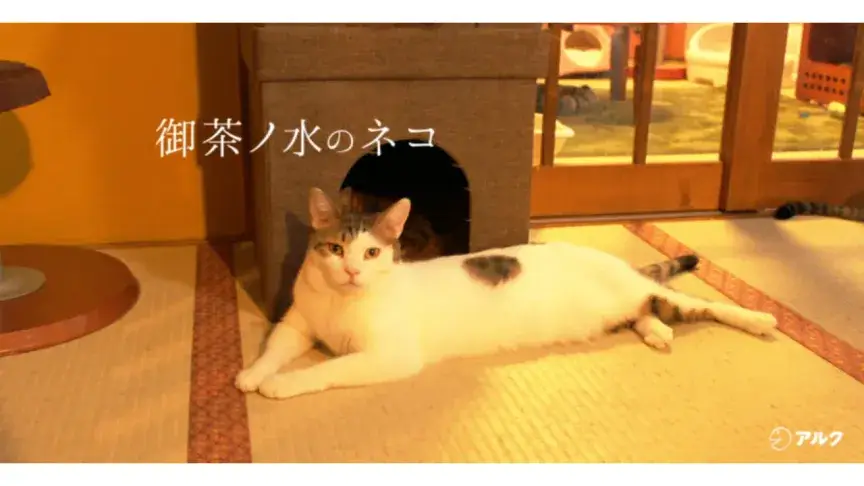 保護ネコカフェ「ネコリパブリック」ってどんなとこ？