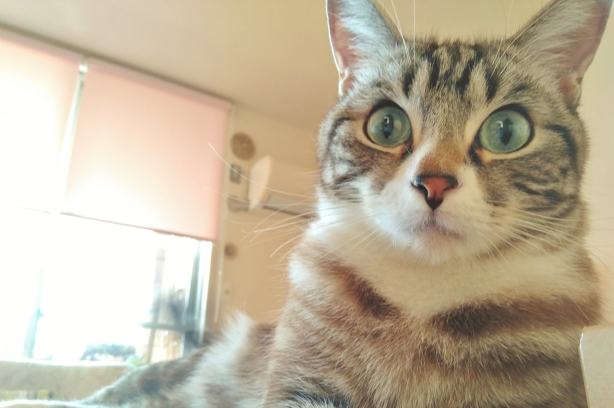 もっと美猫に 猫ちゃんのお手入れと健康に関する英語表現 English Journal Online