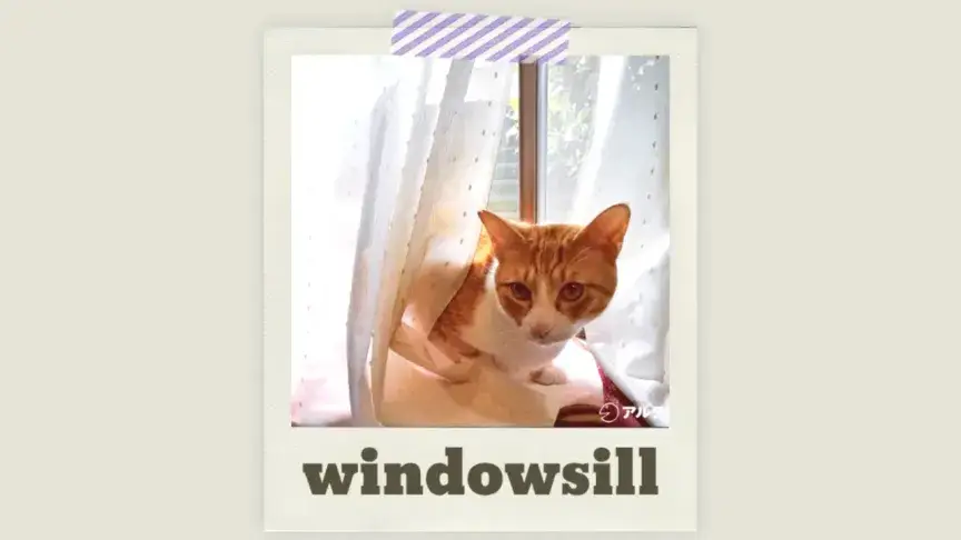 猫の写真を見ながら英語を学ぼう「猫あるある」を表す英語表現