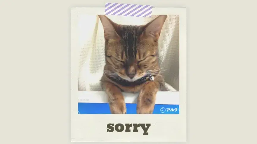 ごめんにゃさい？モニターの上でうとうとするネコ